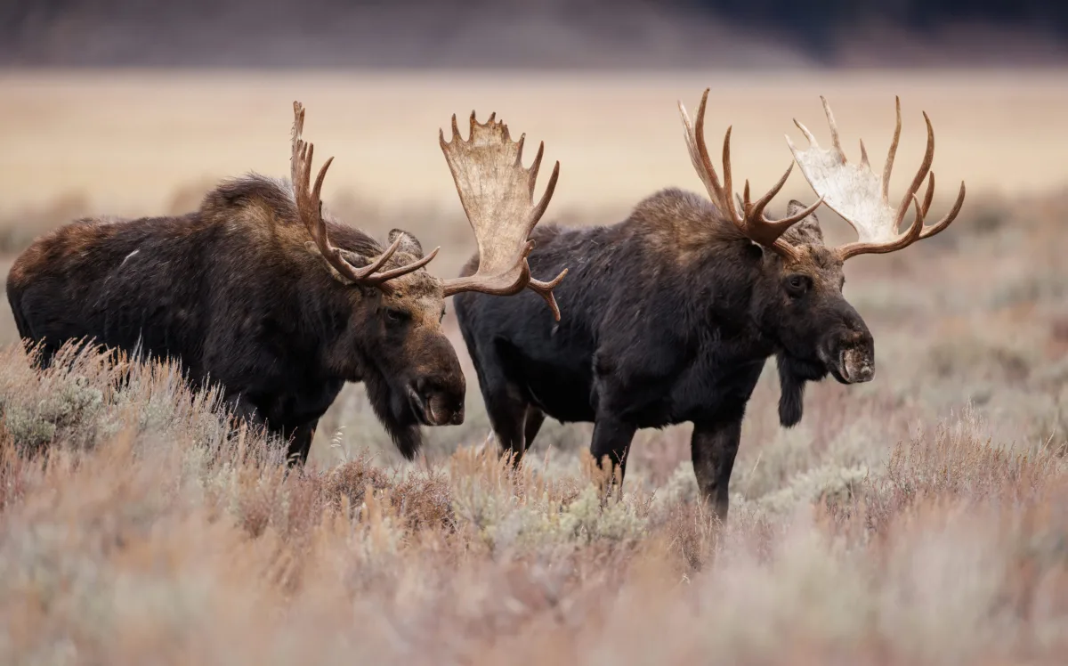 Hunting advisory for harvesting in other First Nation Territories