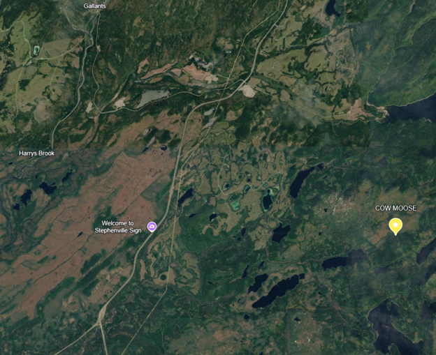 Public Advisory: Resource Enforcement Division Seeking Assistance on Moose Poaching Incident in Stephenville Area