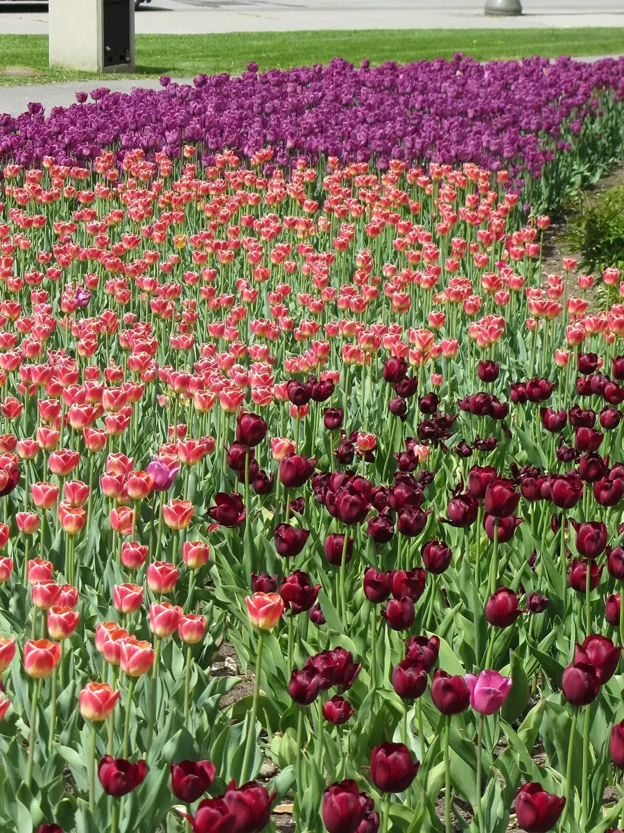 Garden of the Provinces & Territories, Wellington St, Ottawa (491956)