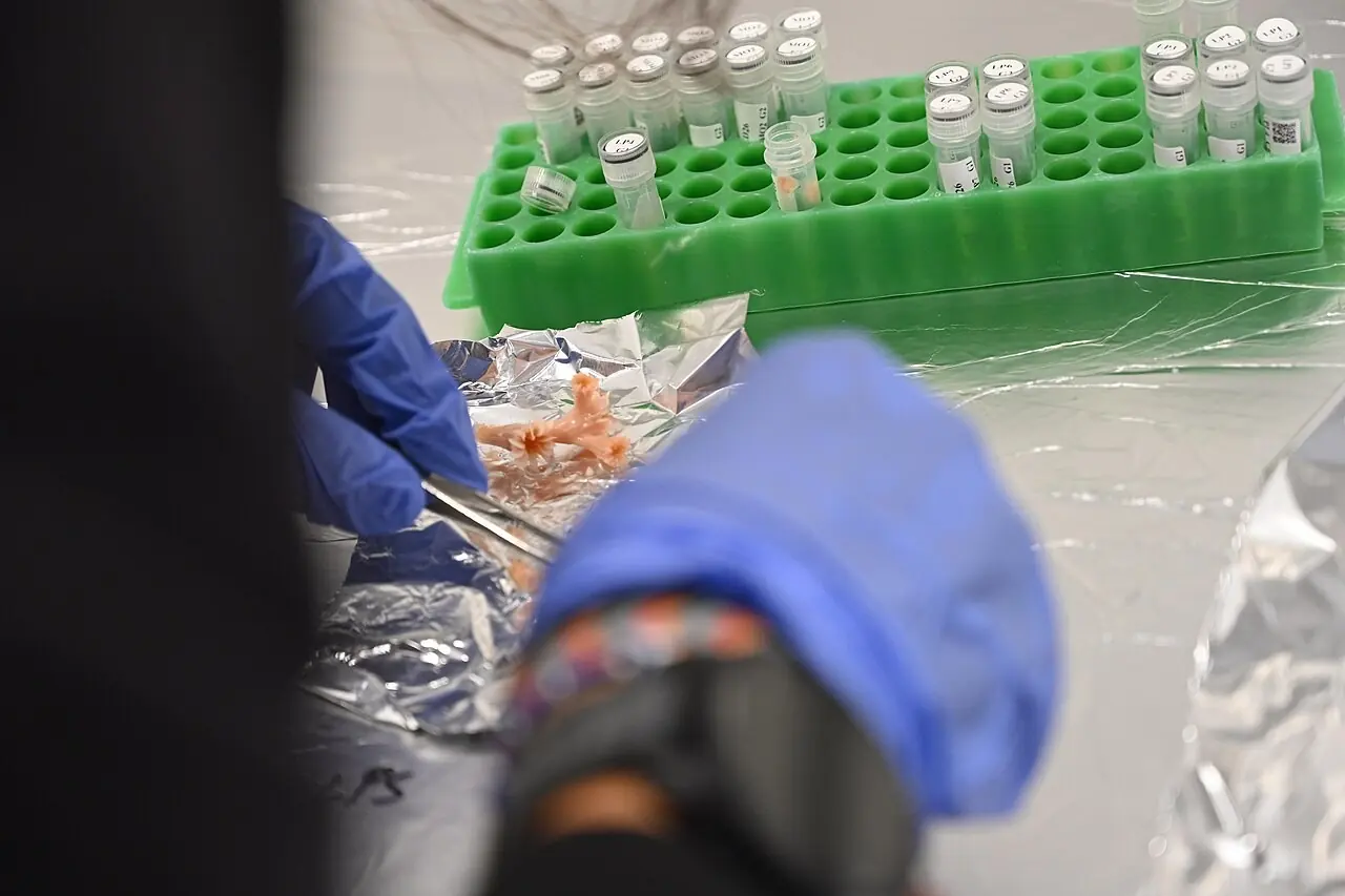Gloved hands dissecting samples beside a rack of vials