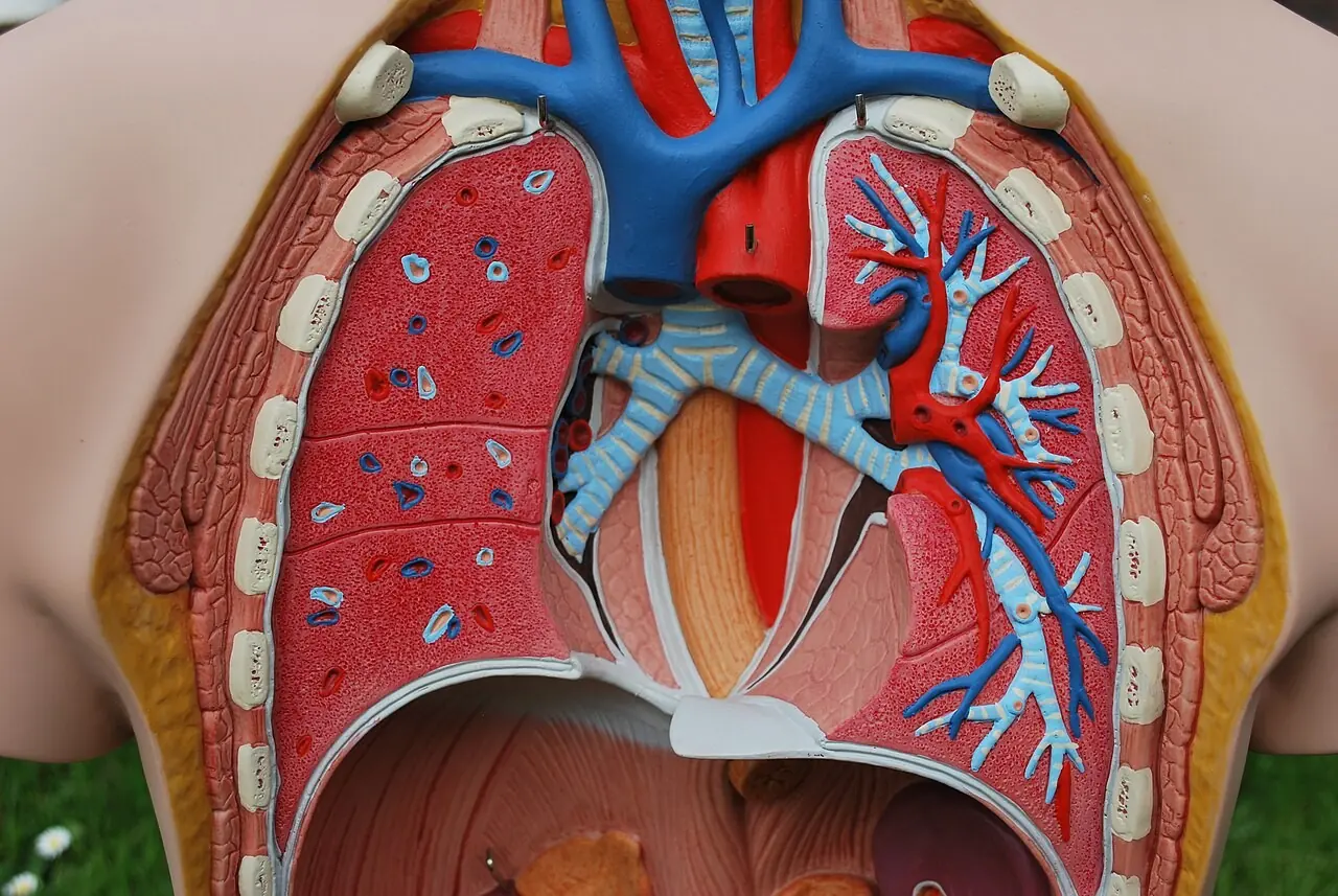 Anatomical model of the human lungs and airways