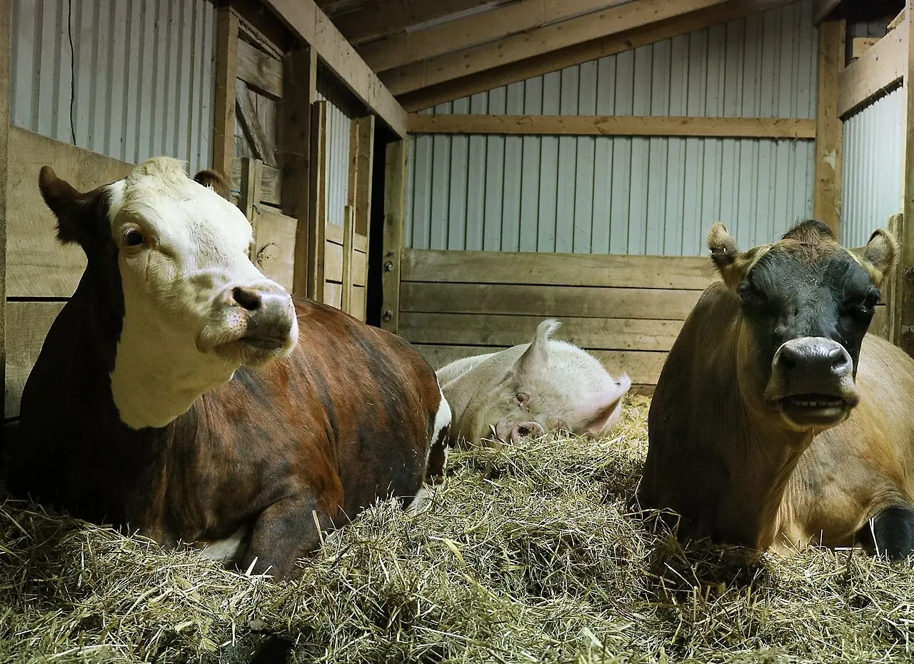 Two cows standing in a barn