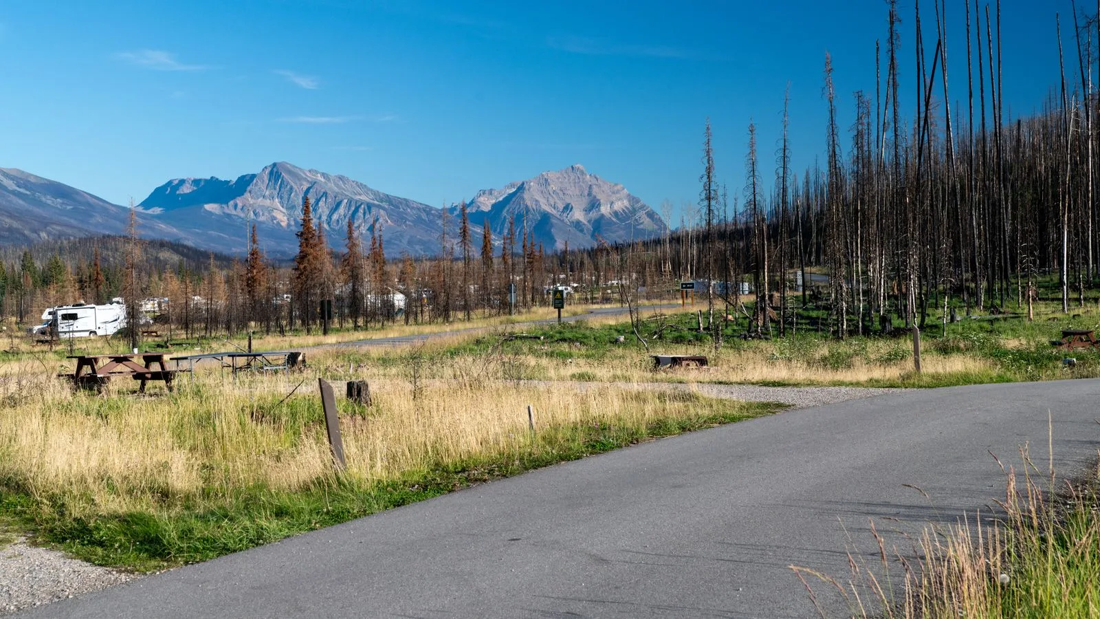 Burnt Forest at Whistler Campground, Jasper, Canada (54881408403).jpg