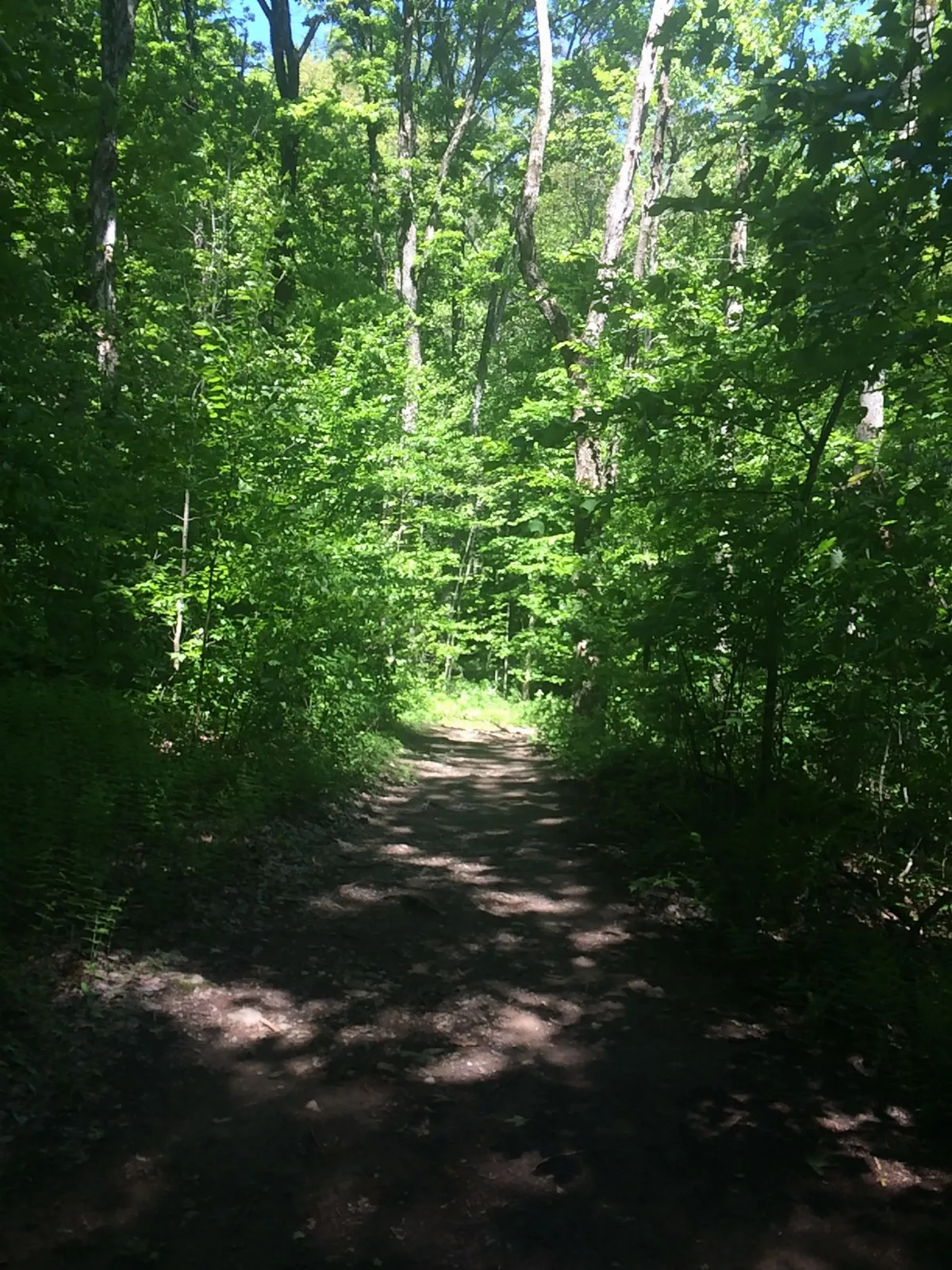 Path in the woods.jpg