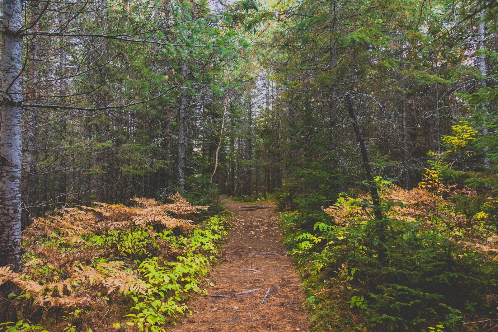 Hiking Trail at Mew Lake Campground, Algonquin Park (29950322654).jpg
